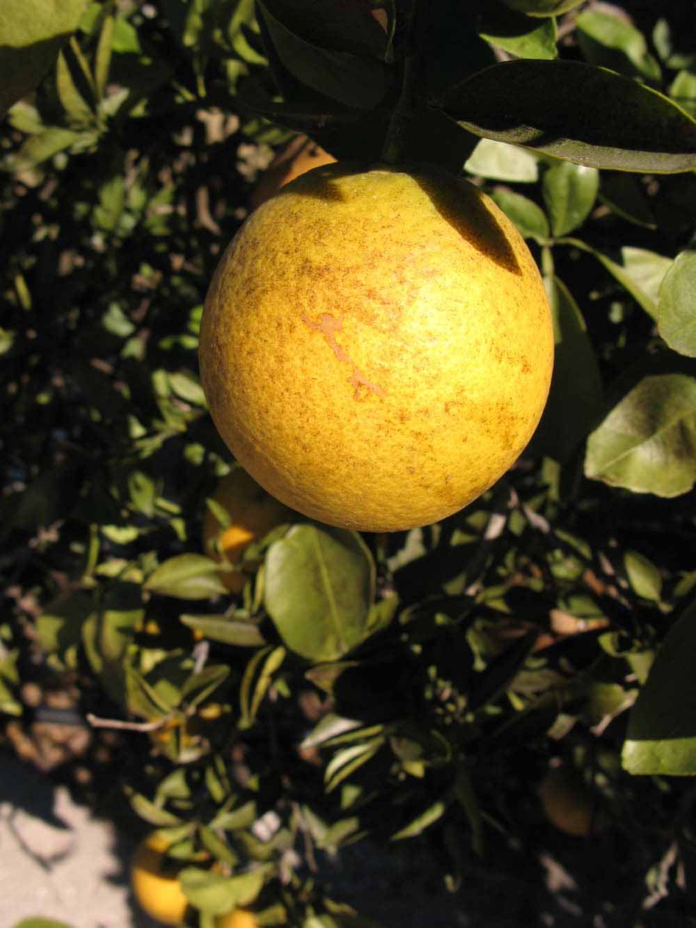            Fruit (Winter Haven, FL)   